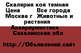 Скалярия коя темная › Цена ­ 50 - Все города, Москва г. Животные и растения » Аквариумистика   . Сахалинская обл.